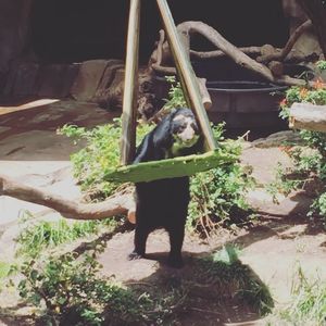 Image post by @sandiegozoo on Instagram