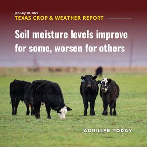 Image post by @txextension on Instagram