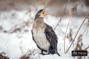 Image post by @rspb on Instagram