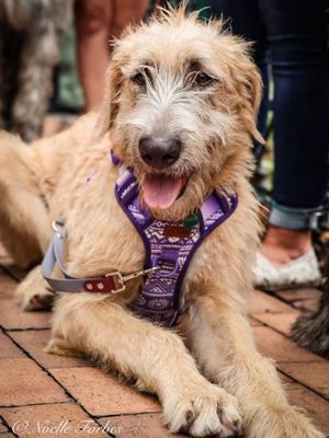 Image post by @thesavannahwolfhound on Instagram