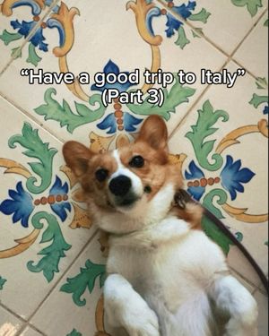 Image post by @ziggy_thecorg on Instagram