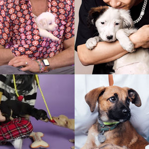 Image post by @buzzfeedpuppies on Instagram