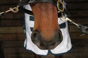 Image post by @nzhorseambulancetrust on Facebook