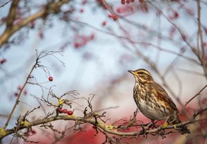 Image post by @rspb on Instagram