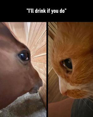 Image post by @9gag on Instagram
