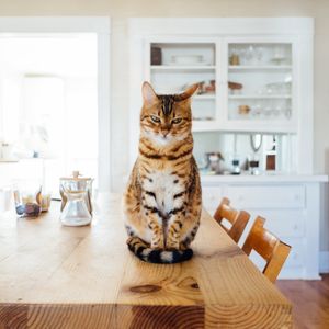 Image post by @nulopetfood on Instagram