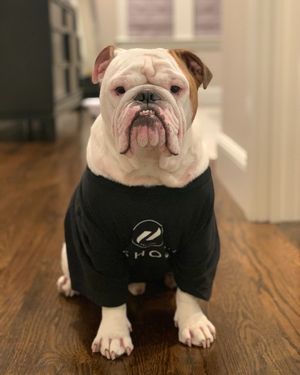 Image post by @purehockey on Instagram
