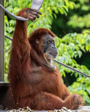 Image post by @thetorontozoo on Instagram