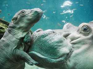 Image post by @sandiegozoo on Instagram