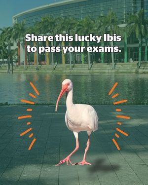 Image post by @univmiami on Instagram