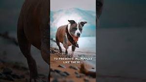 Video post by @canonusa on YouTube