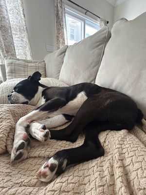 Image post by @mulliganthebostonterrier on Instagram