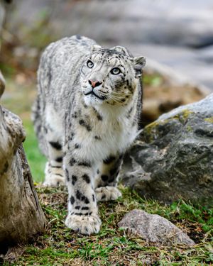 Image post by @thetorontozoo on Instagram