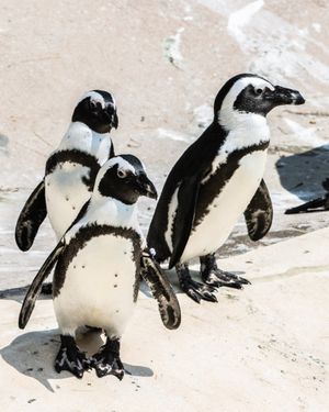 Image post by @thetorontozoo on Instagram