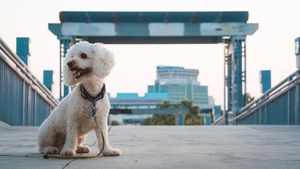 Image post by @shamiebarrett on Instagram