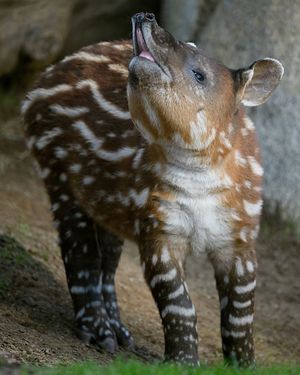 Image post by @sandiegozoo on Instagram