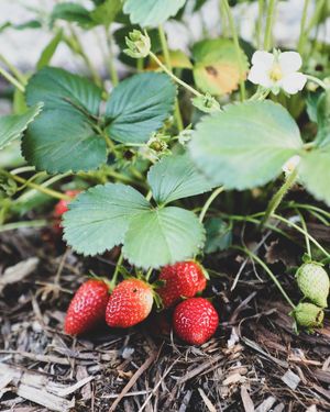 Image post by @carmeninthegarden on Instagram