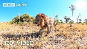 Video post by @bbcearth on YouTube