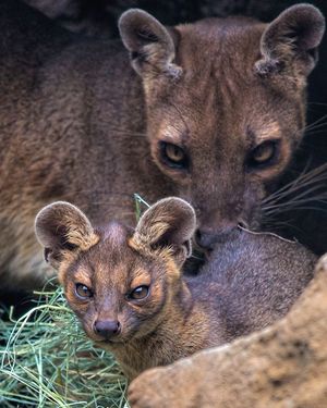 Image post by @sandiegozoo on Instagram