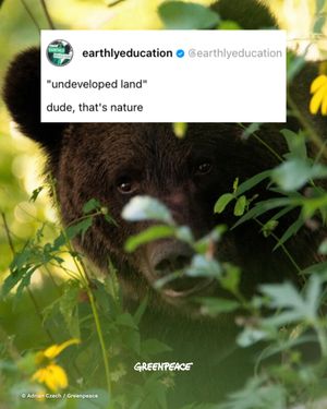 Image post by @greenpeace on Instagram