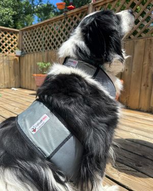 Image post by @coolerdogbrand on Instagram