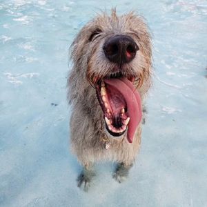 Image post by @thesavannahwolfhound on Instagram