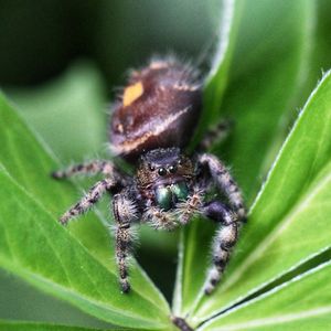 Image post by @butterflypavilion on Instagram