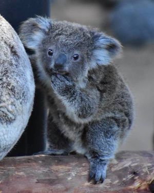 Image post by @sandiegozoo on Instagram
