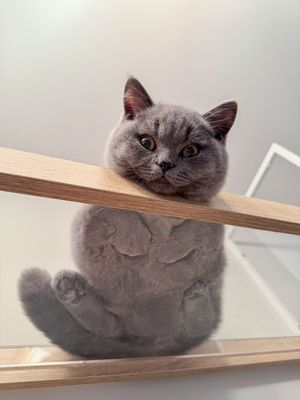 Image post by @frida.garfield on Instagram