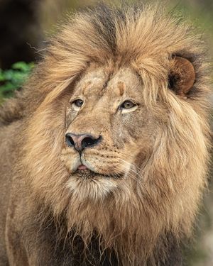 Image post by @sandiegozoo on Instagram