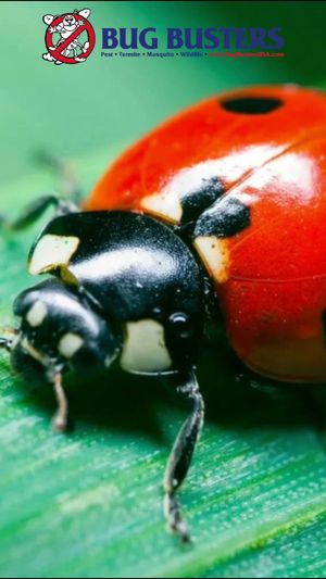 Video post by @bugbustersusa on TikTok