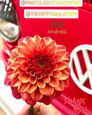 Image post by @paintedladiestourcompany on Instagram