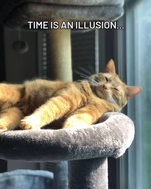 Image post by @cheeeto.the.cat on Instagram