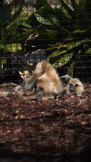 Video post by @GulfBreezeZoo on Facebook