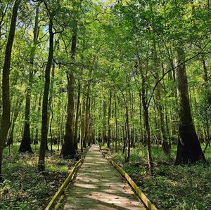 Image post by @southcarolina on Instagram