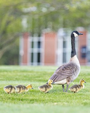 Image post by @quinnipiacu on Instagram