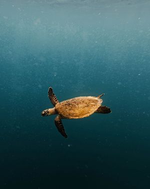 Image post by @unsplash on Instagram