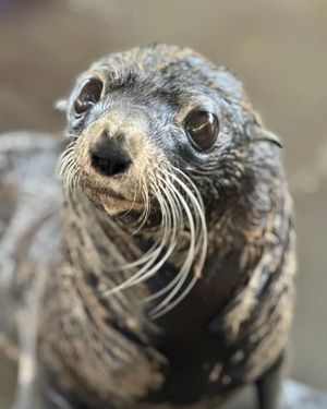 Image post by @seaworldaus on Instagram