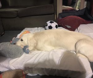 Image post by @mikethewhitegolden on Instagram