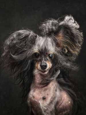 Image post by @weratedogs on Instagram