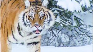 Video post by @bbcearth on YouTube