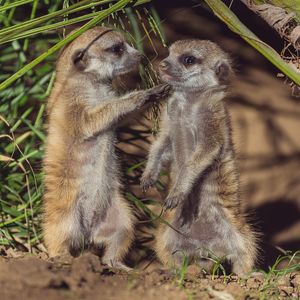 Image post by @sandiegozoo on Instagram