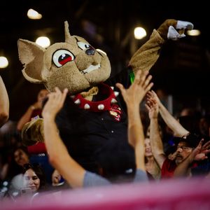 Image post by @chico_epchihuahuas on Instagram