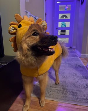 Image post by @tsukitheeurasier on Instagram