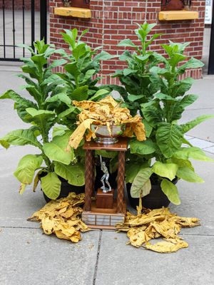 Image post by @wilsontobs on Instagram