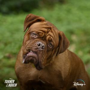Image post by @disneypets on Instagram