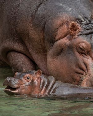 Image post by @sandiegozoo on Instagram