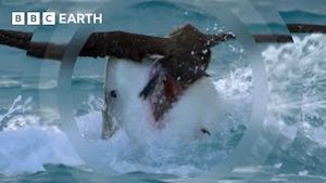 Video post by @bbcearth on YouTube