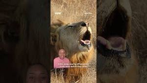 Video post by @bbcearth on YouTube