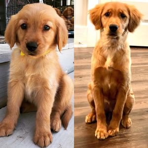 Image post by @pancake.thegolden on Instagram